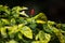 Chilli Padi or Bird\\\'s Eye Chilli