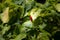 Chilli Padi or Bird\\\'s Eye Chilli