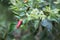 Chilli pepper garden concept, organic chillies vegetable planting in farm