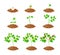 Chilli Pepper Plant Growth Stages Infographic Elements. Chili Sapling Planting Process from Seeds Sprout to Ripe
