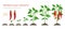 Chilli pepper plant growth stages infographic elements in flat design. Planting process of chili from seeds sprout to