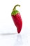 Chilli pepper standing