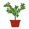 Chilli pepper tree in vase