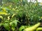 Chilli plants that grow well. In the photo during a bright day.