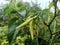 Chilli plants that grow well. In the photo during a bright day.