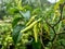 Chilli plants that grow well. In the photo during a bright day.