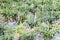 Chilli Plants at Mount Batur, Bali, Indonesia