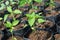 Chilli seeds trees in poly bag in farm, close up