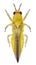 Chilli thrips or yellow tea thrips, Scirtothrips dorsalis