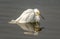 Chillin Snowy Egret