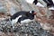 Chilling gentoo penguin on its nest made of stones