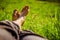 Chilling in the green grass: Legs of a young man, relaxing, summertime