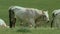 Chillingham Wild Cattle, Chillingham Park Bos domestic