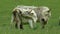Chillingham Wild Cattle, Chillingham Park Bos domestic