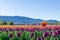 CHILLIWACK, CANADA - APRIL 20, 2019: big tulip flower field at the Chilliwack Tulip Festival in british columbia