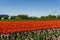 CHILLIWACK, CANADA - APRIL 20, 2019: big tulip flower field at the Chilliwack Tulip Festival in british columbia