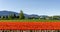 CHILLIWACK, CANADA - APRIL 20, 2019: big tulip flower field at the Chilliwack Tulip Festival in british columbia