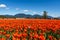 CHILLIWACK, CANADA - APRIL 20, 2019: big tulip flower field at the Chilliwack Tulip Festival in british columbia