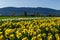 CHILLIWACK, CANADA - APRIL 20, 2019: yellow daffodils flower field at the farm in british columbia