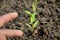 Chilly plant soil heap with fingers over out of focus green background