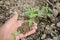 Chilly plant soil heap with hand over out of focus brown background