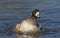 Chiloe Wigeon