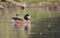 Chiloe Wigeon - Anas sibilatrix