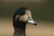 Chiloe Wigeon close-up