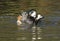 Chiloe Wigeon mating