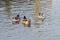 Chiloe wigeon pair, southern wigeon Mareca sibilatrix