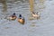 Chiloe wigeon pair, southern wigeon Mareca sibilatrix