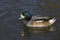 Chiloe Wigeon swimming on a lake