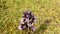 Chiltern gentian with flower in autumn in Germany