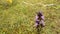 Chiltern gentian with flower in autumn in Germany