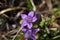 Chiltern gentian (Gentianella germanica)