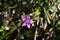 Chiltern gentian (Gentianella germanica)