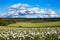 Chiltern summer landscape with poppies