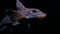 Chimaera fish Moving slowly to conserve energy