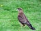 chimango bird standing on green grass