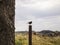 Chimango bird standing in a post. The photo was taken behind a three trunk