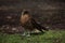 Chimango Caracara bird on Tierra del Fuego