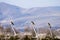 Chimango Caracara - Milvago chimango - perching on a post in a rural area in Patagonia Argentina