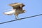 Chimango caracara perched on a cable