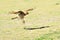 Chimango caracara perched on the grass field