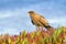 Chimango caracara perched on herbs