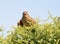 Chimango caracara perched on a tree