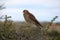 Chimango caracara Phalcoboenus chimango