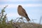 Chimango caracara Phalcoboenus chimango