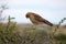 Chimango caracara Phalcoboenus chimango