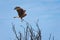 Chimango caracara Phalcoboenus chimango, a medium sized raptor native to the Southern Cone.